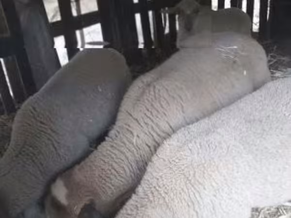 Bélier, Moutons — Hongrie