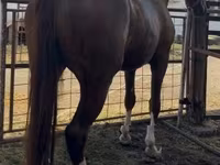 Бие, Hungarian horse breed — 2-сурет