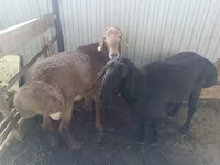 Қошқар, Arashan sheep — 1-сурет