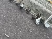 Ducks — foto 4