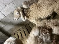 Schaf, Schafe — Foto 5