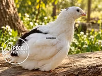 Quails — الصورة 3