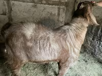 Cabro, Nubian Goat — foto 5