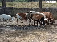 Juh, Cameroon sheep — 3. fotó