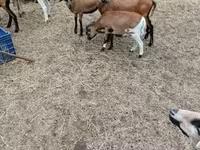 母羊, Cameroon sheep — 照片 6