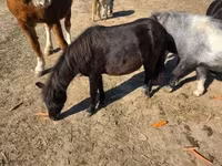 Mare, Horses — photo 7