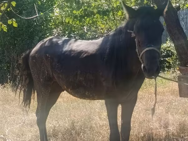 Hing, French Trotter