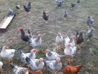 Chickens — zdjęcie 1