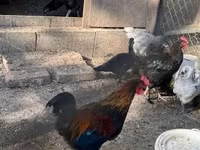 Marans — 4. fotó