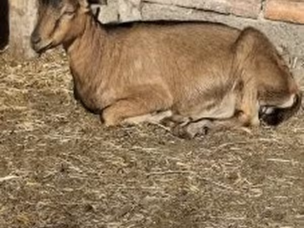 Cabro, Alpine goat