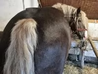 母马, Horses — 照片 5