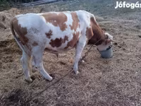 Bika, Charolais cattle — 4. fotó
