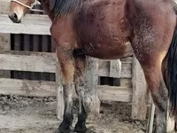 Caballo, Vladimir heavy draft — foto 5