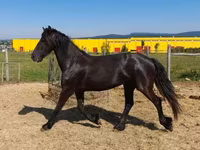 Jument, Friesian — photo 1