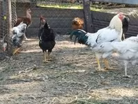 Chickens — फ़ोटो 2