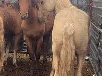 Hengst, New Altai Horse — Foto 2