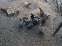 Chickens — 2-сурет