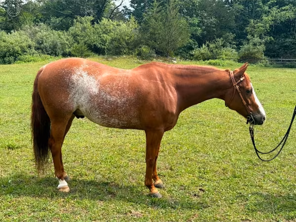 Hing, Quarter Horse