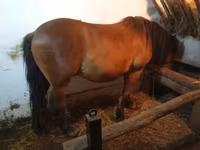 公马, Horses — 照片 2