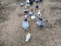 Ducks — foto 2