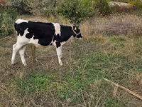 Býk, Russian Black pied cattle — foto 2
