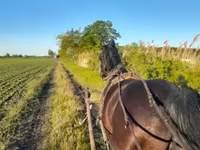 Caballo, Nonius horse — foto 1