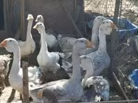 Geese — foto 1