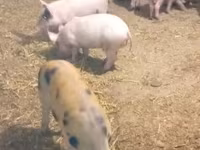 Disznók (tétel, nem megadva), Sertések — 1. fotó