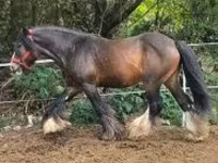 Hengst, Gypsy horse — Foto 2