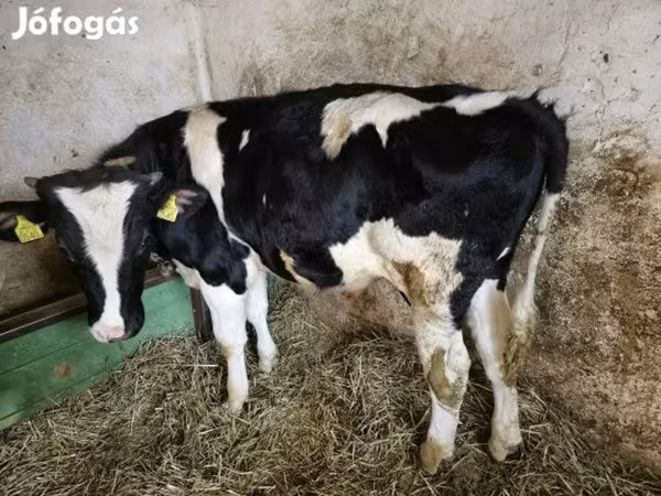 Bika, Holstein fajta