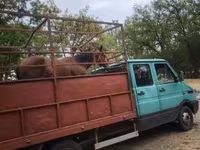 Yegua, Caballos — foto 2