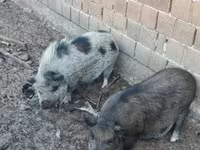 Sow, Pigs — photo 4