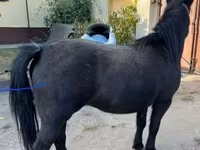 母马, Horses — 照片 1