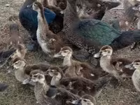 Ducks — Foto 1