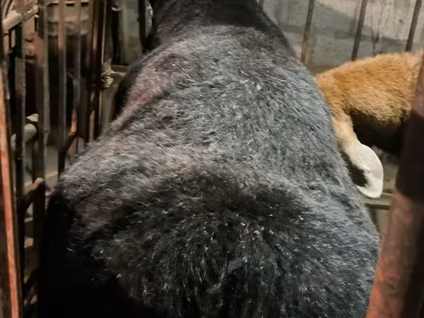 Beran, Arashan sheep