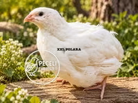 Quails — फ़ोटो 1