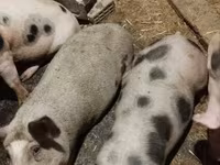 公猪, Pigs — 照片 4