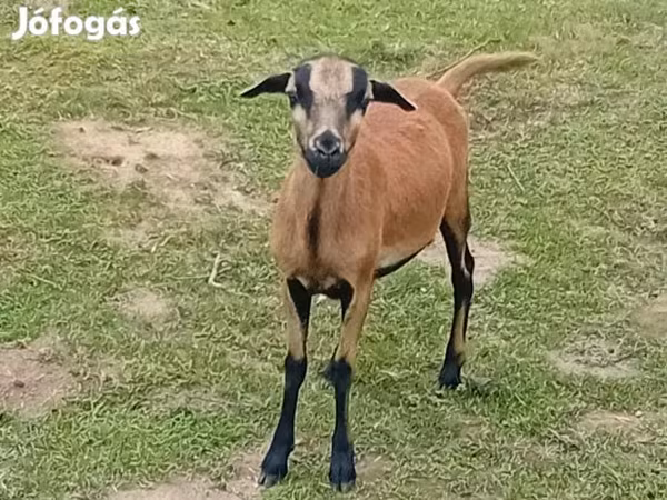 Kos, Cameroon sheep — Magyarország