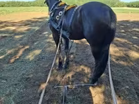 घोड़ी, Nonius horse — फ़ोटो 6