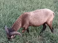Ram, Cameroon sheep — photo 8