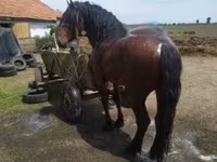 Бие, Жылқылар — 2-сурет