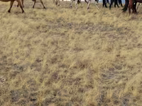 Caballos (lote, sexo no especificado), Caballos — foto 6