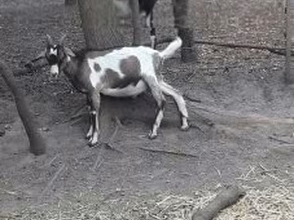 Bode, Nubian Goat