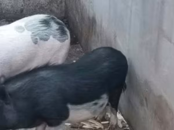 Sow,  — Hungary