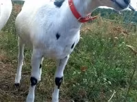 عنزة, Nubian Goat — الصورة 3