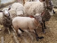 母羊, Sheep — 照片 3
