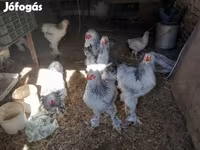 Brahma — foto 5