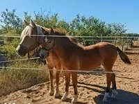 Mare, Haflinger — photo 7