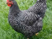 Rhode Island Red — zdjęcie 1