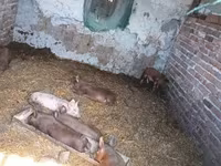 Pigs (batch, sex not specified), Дюрок — photo 3